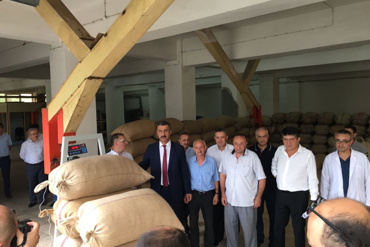 2017 Fındık Alımı Başladı