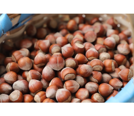  Giresun Tombul Fındığı Avrupa Birliği’nde Coğrafi İşaretli Ürün Olarak Tescil Edildi.