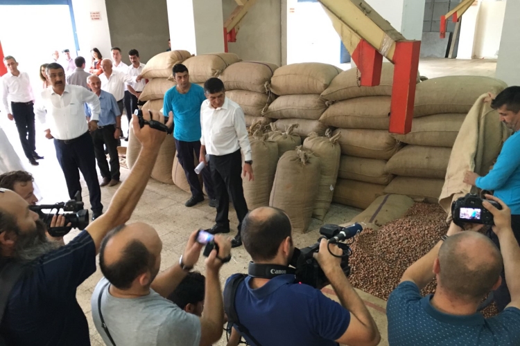 2017 Fındık Alımı Başladı